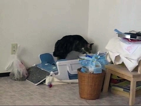 Cat Scratches Litter Box Instead of Litter