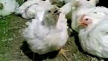 قبل الفطار جعان .. عطشان