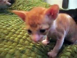 Metsäkansan Cornish Rex