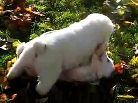 собачьи бои жуткие кадры алабай лучшая собака в мире!