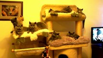 British Shorthair kittens from the cattery Amazing AISHA*PL.- miot N, O i Mercedesia