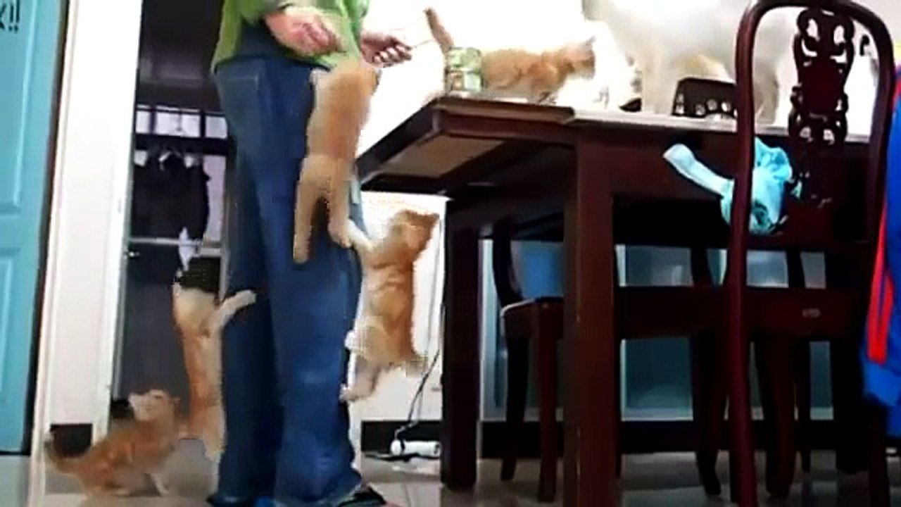Cat Compilation - Funny Moments with Cats