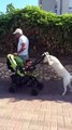dog pushing baby stroller
