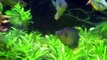 Rainbow fish upclose, Herbert Axelrodi juvies, Emeralds, Glossip