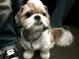Gizmo the Shih Tzu - Mohawk 2.0 without gel (4 years old)