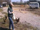 Milking Goats by Hand - How-To at Blue Rock Station Green Living Center