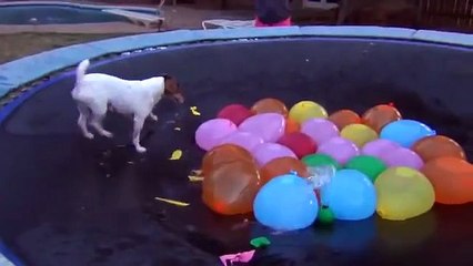 Cute Dog Attacks Water Balloons