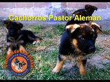 Cachorros Pastor Alemán En Venta