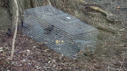Catching Starlings with a Tomahawk Bird Trap