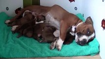 10ème vidéo des  chiots staffies de la 21ème portée de Staffordland