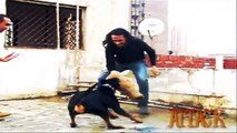 تدريب كلاب في مصر ( طاعه و شراسه ) ثورة التدريب في مصر - Ramy Dolce