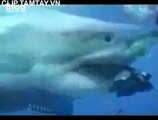 Xoay cùng cuộc sống video tập tính động vật Cá Mập trắng