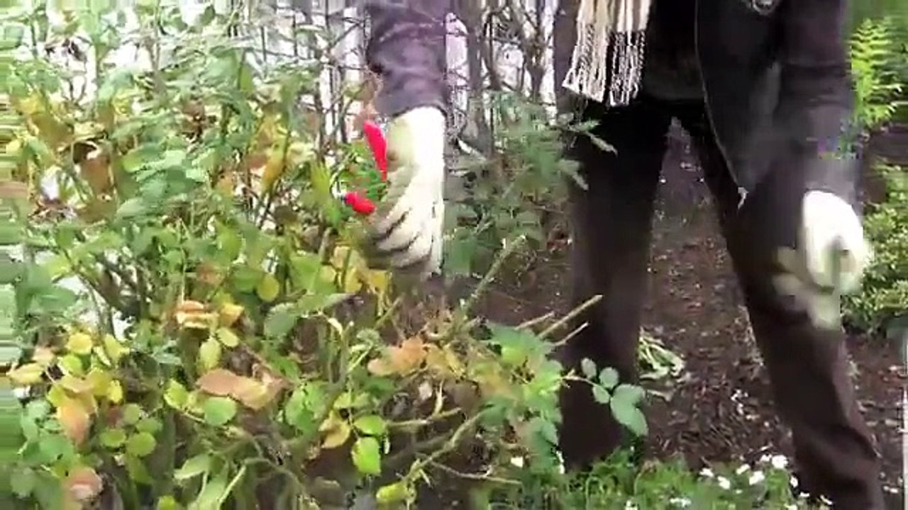 Pruning Roses in California
