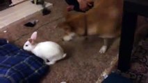 Shiba Inu playing with a rabbit