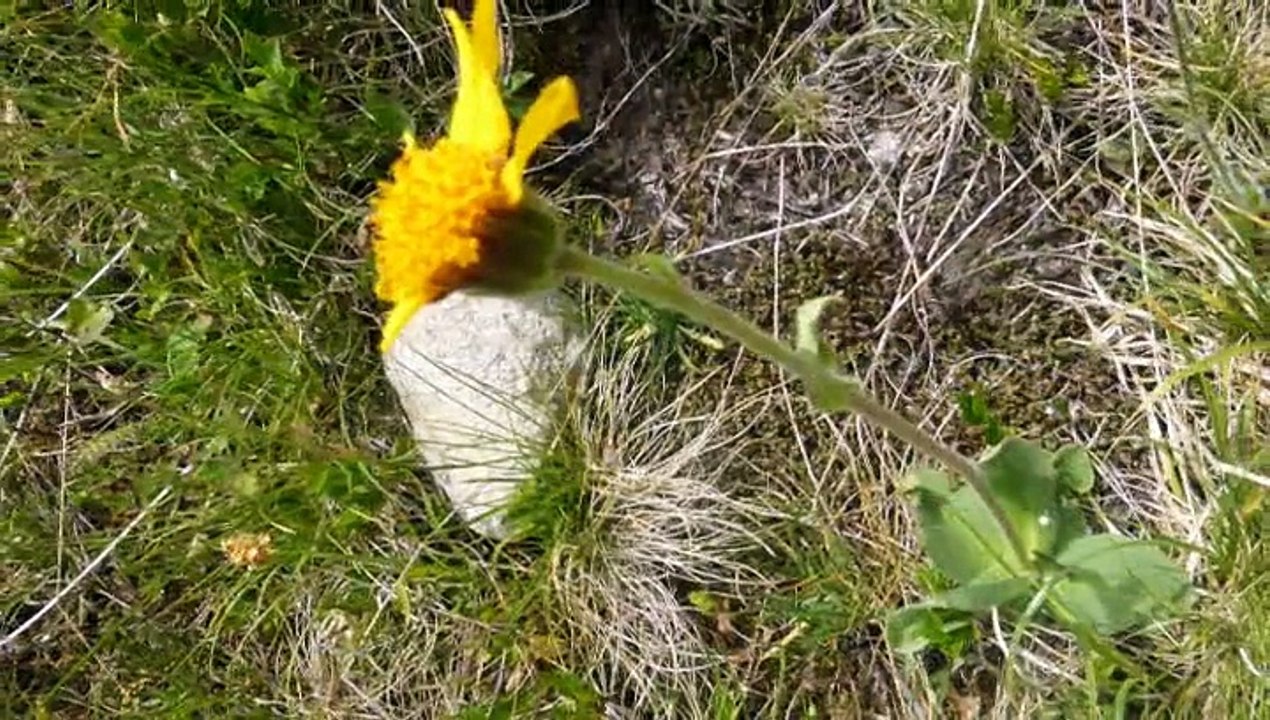 2015-07-07 Valgaudemar