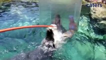 Theme Park Allows Tourists Underwater With A 5M Crocodile