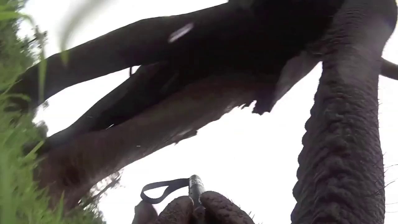Un éléphant très serviable ramasse une GoPro