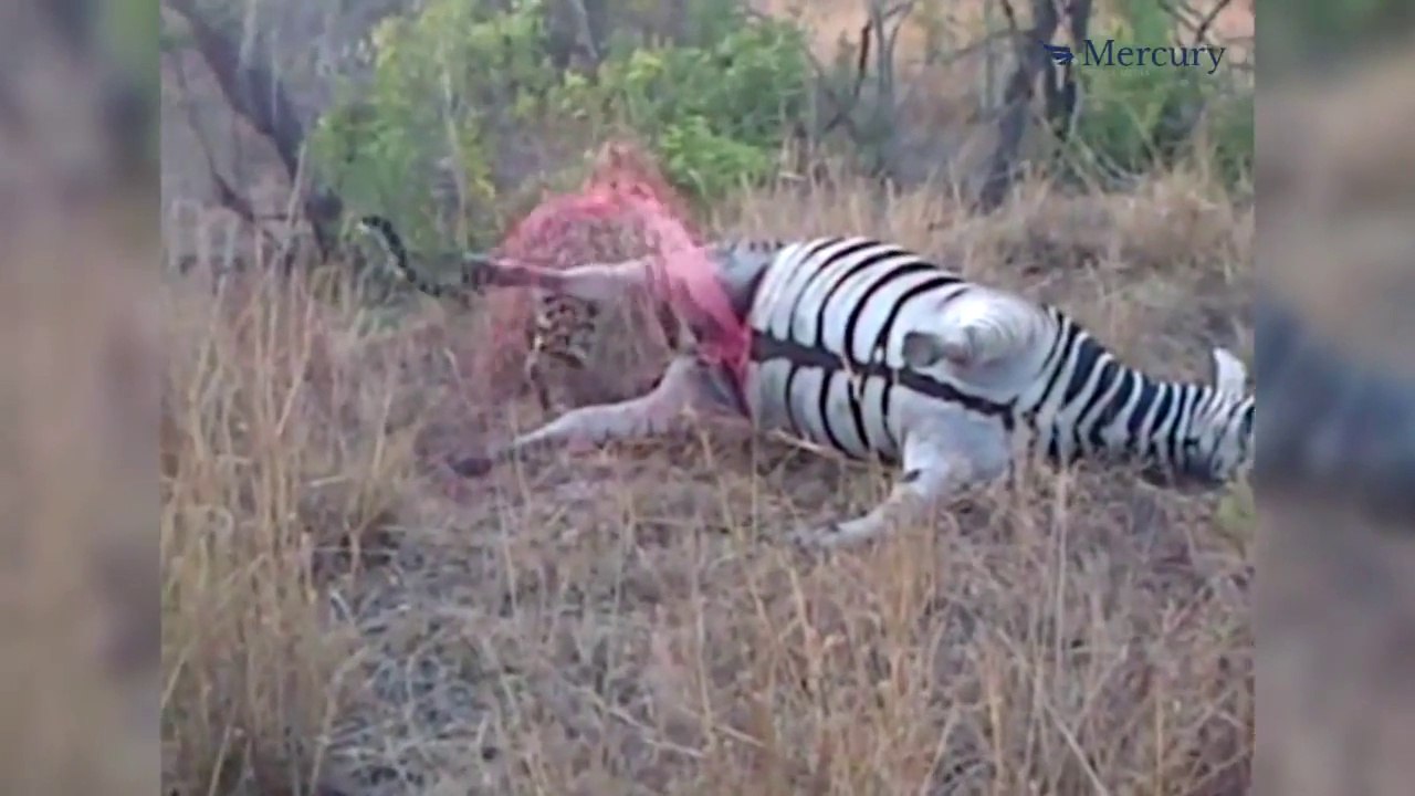 Dead zebra covers leopard with blood