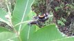 Lots of Baby Tussock Caterpillar or Milkweed Tiger Moth,