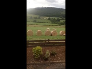 Irish sheeps plays with straw bale are so funny