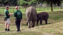 Elephants at ZSL Whipsnade Zoo