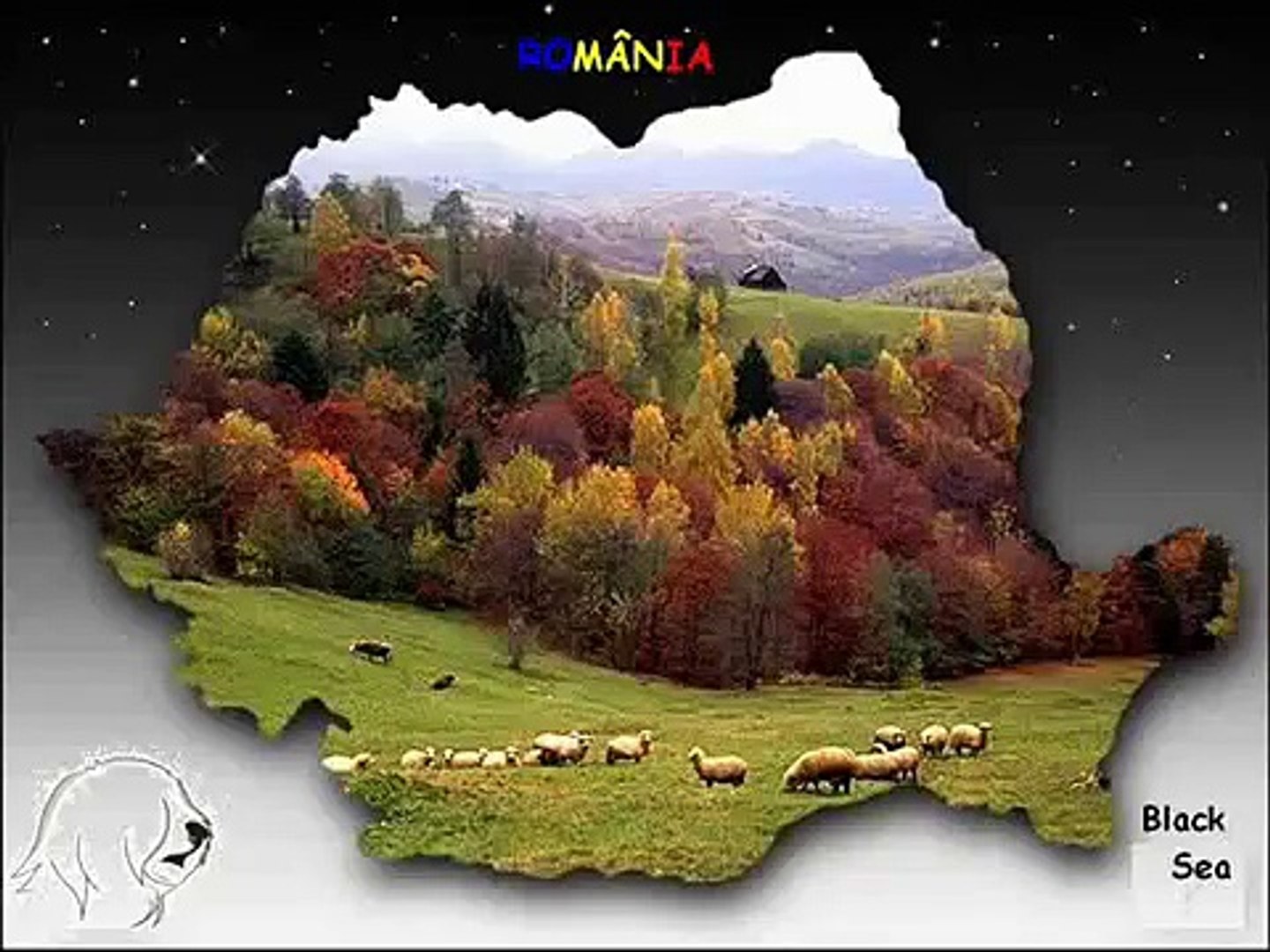 Joaca Ciobanesti Mioritici Chien De Berger Roumain De Mioritza