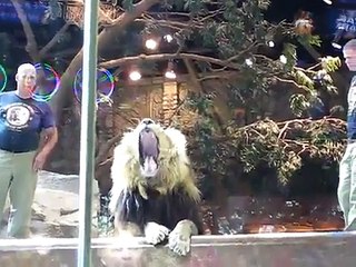 MGM Grand worker mauled by Lion is impressive!
