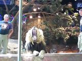 Dresseur attaqué par un lion dans un parc animalier