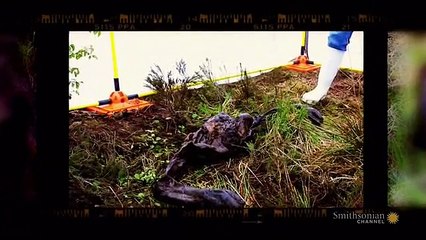 Mummies Alive CA 2015 ~ Buried in a Bog
