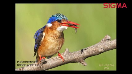 The Sigma 300mm F2.8 EX APO DG HSM