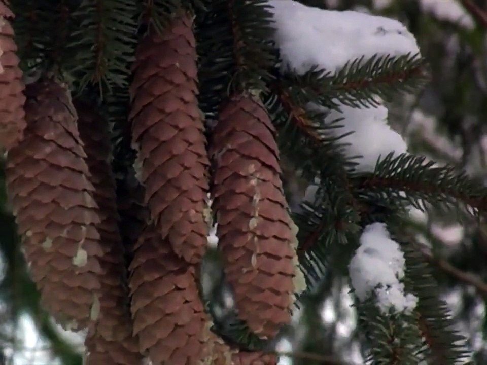 Wolfgang Amadeus Mozart - Ave Verum 'Unsere schönsten Weihnachtslieder' Album (HITBOX)