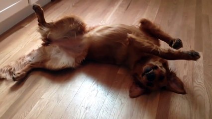 Ce golden retriever a décidé de faire une grève de la faim et de ne plus bouger!