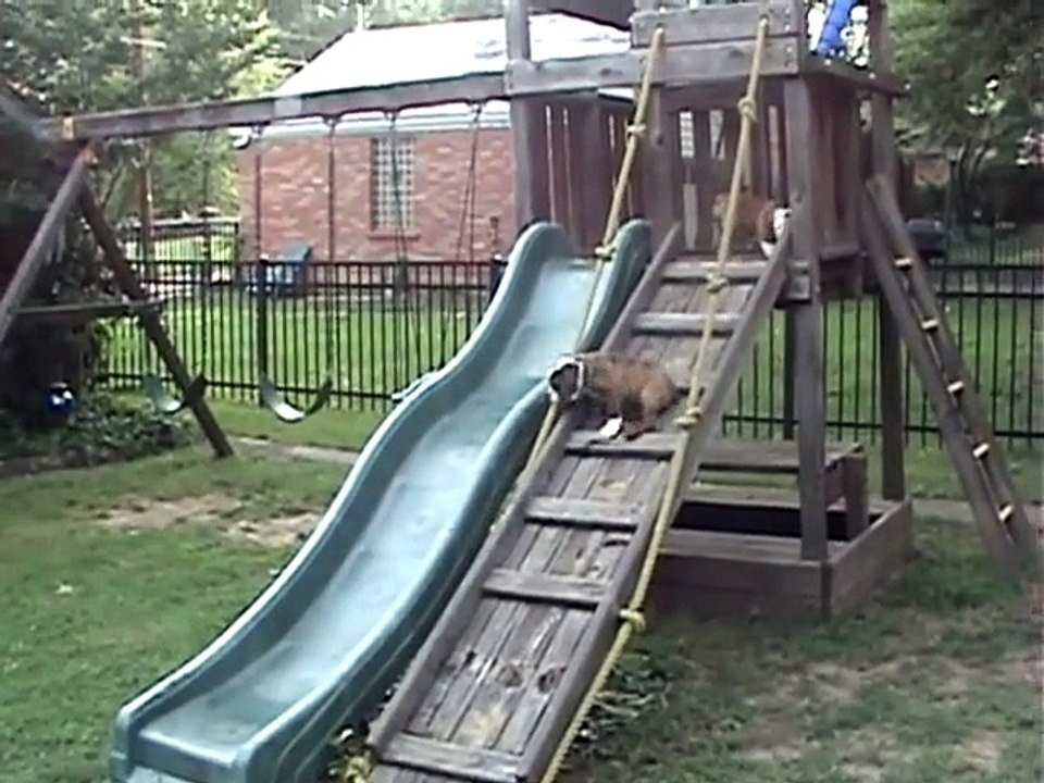 Des bébés bulldog jouent sur un toboggan - Adorable