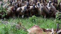 Impala Feast! Jackal vs Vulture vs Vulture King (white headed vulture) in Kruger National Park