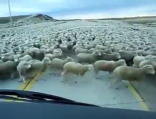 قطيع من الأغنام في أستراليا ترى أوله ولاترى آخره