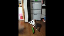 Cucumber scares unsuspecting cat while eating