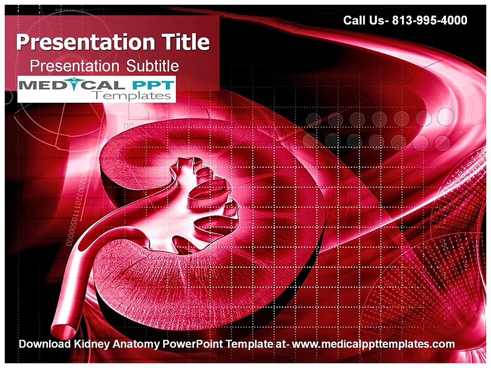 Kidney Anatomy PowerPoint Templates
