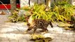 Bengal Cat playing wild - Bengalkatze ganz wild beim Spielen
