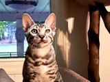 Bengal Cat Chattering