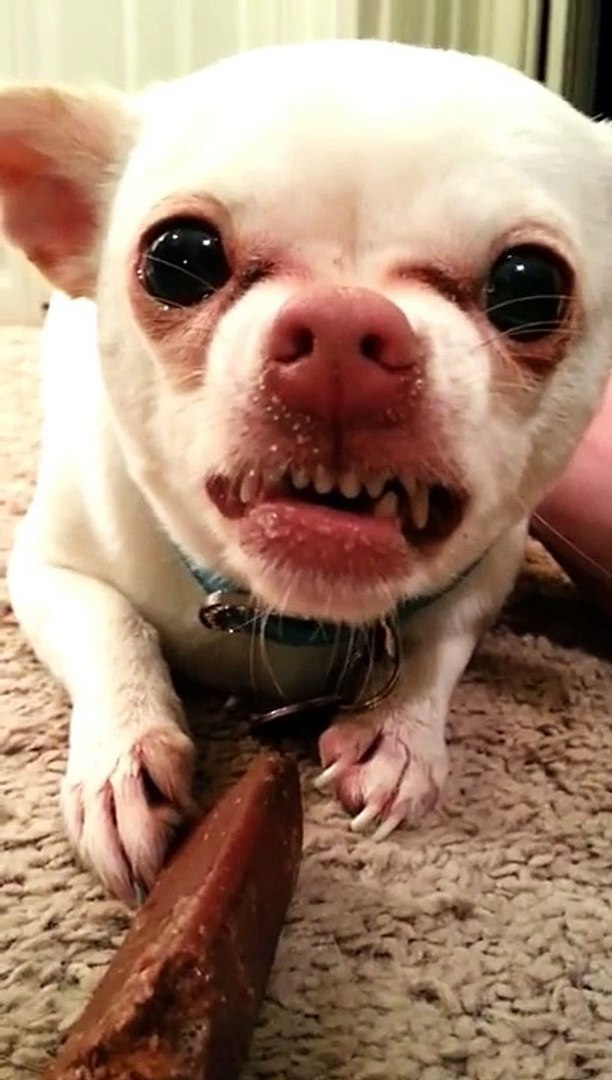 Angry Chihuahua Video Dailymotion