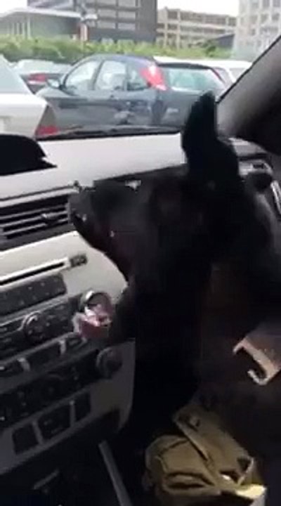 Un chien découvre la climatisation dans une voiture