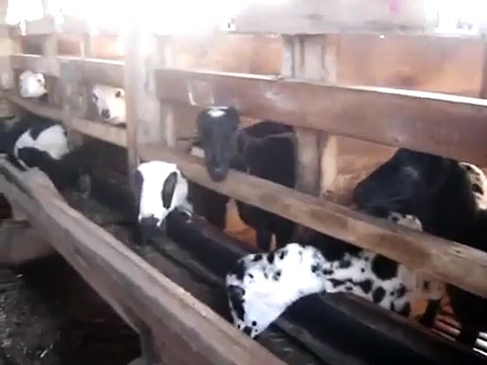 Domba-domba