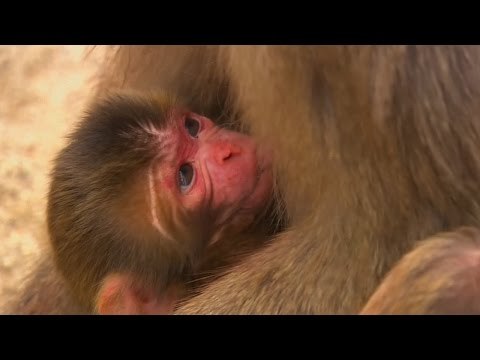 Japan Zoo apologises for naming monkey after Royal Baby ‘Charlotte'