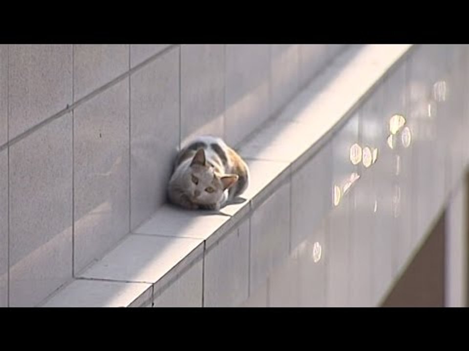 Watch: Cat makes dramatic jump from second floor, lands on feet