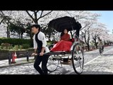 It's that time of the year again! Cherry Blossoms spread nature's beauty in Japan