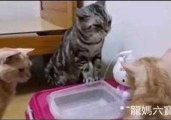 Kittens Enjoy Home-Made Hello Kitty Water Fountain