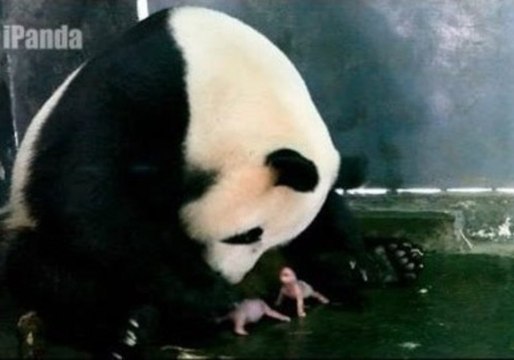 Giant Panda Gives Birth to Twin Brothers