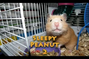 Hamster Playing Dead