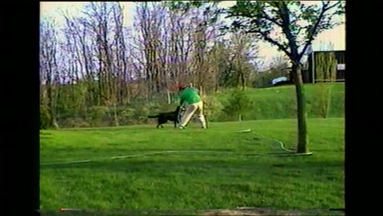 Un chien arrose son maître avec un tuyau d'arrosage
