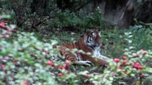 Sibirische Tiger Jegor und Ahimsa - Tierpark Hellabrunn